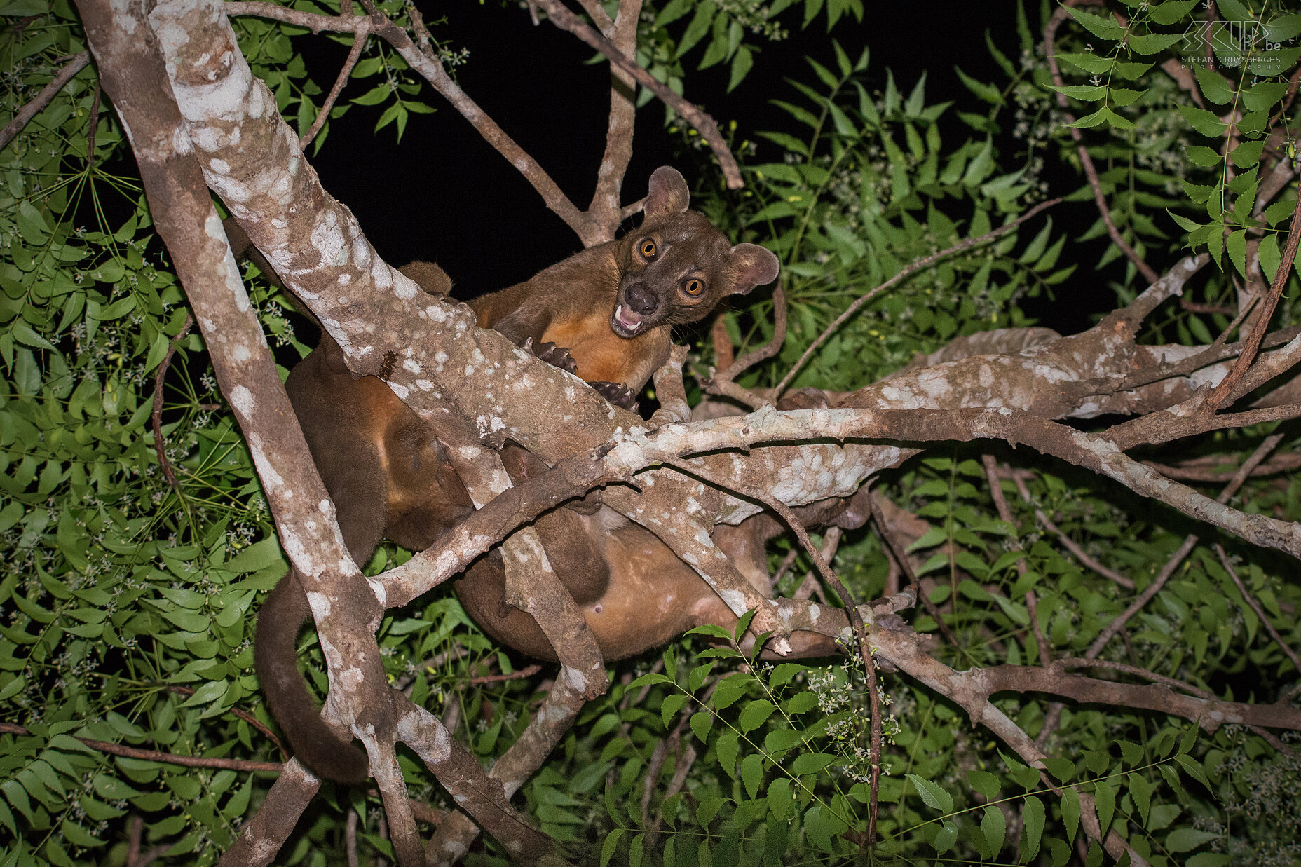 Kirindy - Parende fossa's De fossa oftewel fretkat (Cryptoprocta Ferox) is een kat-achtig zoogdier dat nauw verwant is aan de familie van de mangoesten. Dit vreemd dier is endemisch en het enige roofdier in Madagaskar. We zagen ze overdag maar ook ’s nachts al parend hoog in een boom. Wat een spektakel! Fossa’s paren 2 weken lang in oktober en november. Het vrouwtje paart met wel 10 verschillende mannetjes en dat soms 40 uur lang. Stefan Cruysberghs